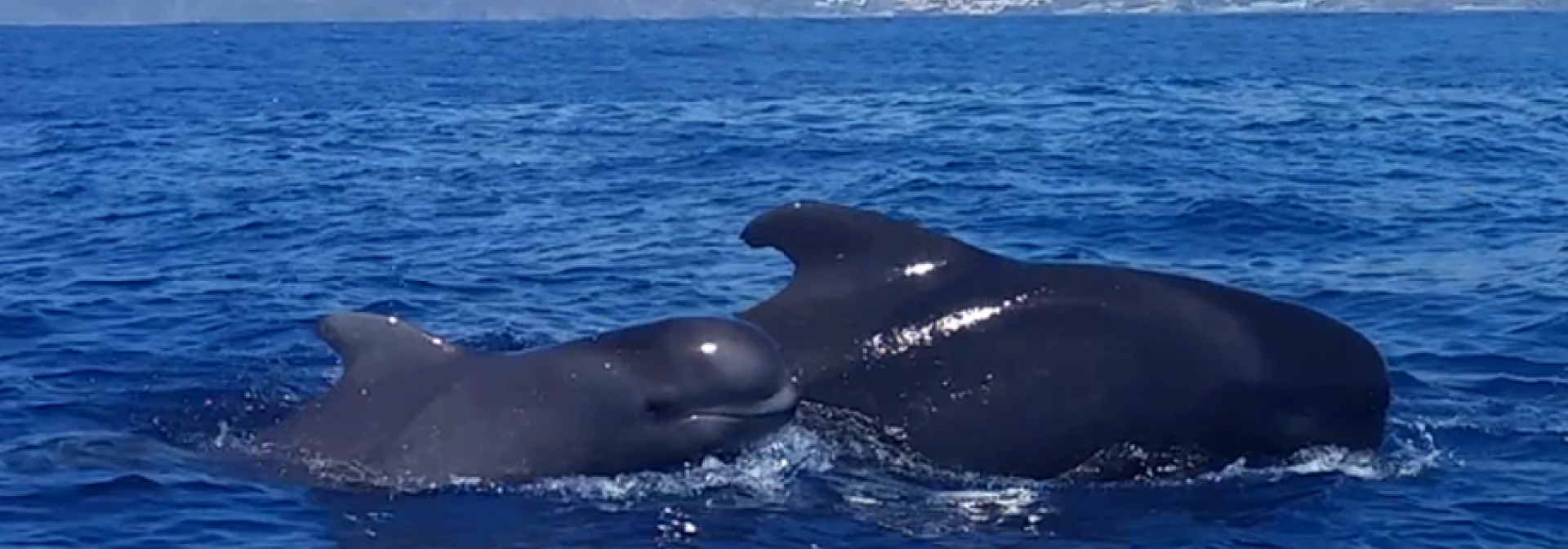 Generic representation of SPOTLIGHT: New study opens doors to better understand the ecology of large and highly mobile marine predators