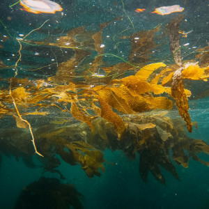 Vibrant underwater view of seaweed floating in clear ocean waters, showcasing marine life beauty.