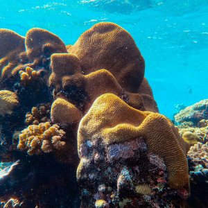 Vibrant coral formation in a clear blue ocean, showcasing marine beauty.