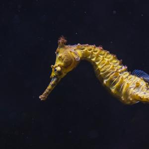 Close-up of a vivid yellow seahorse in a dark underwater backdrop.