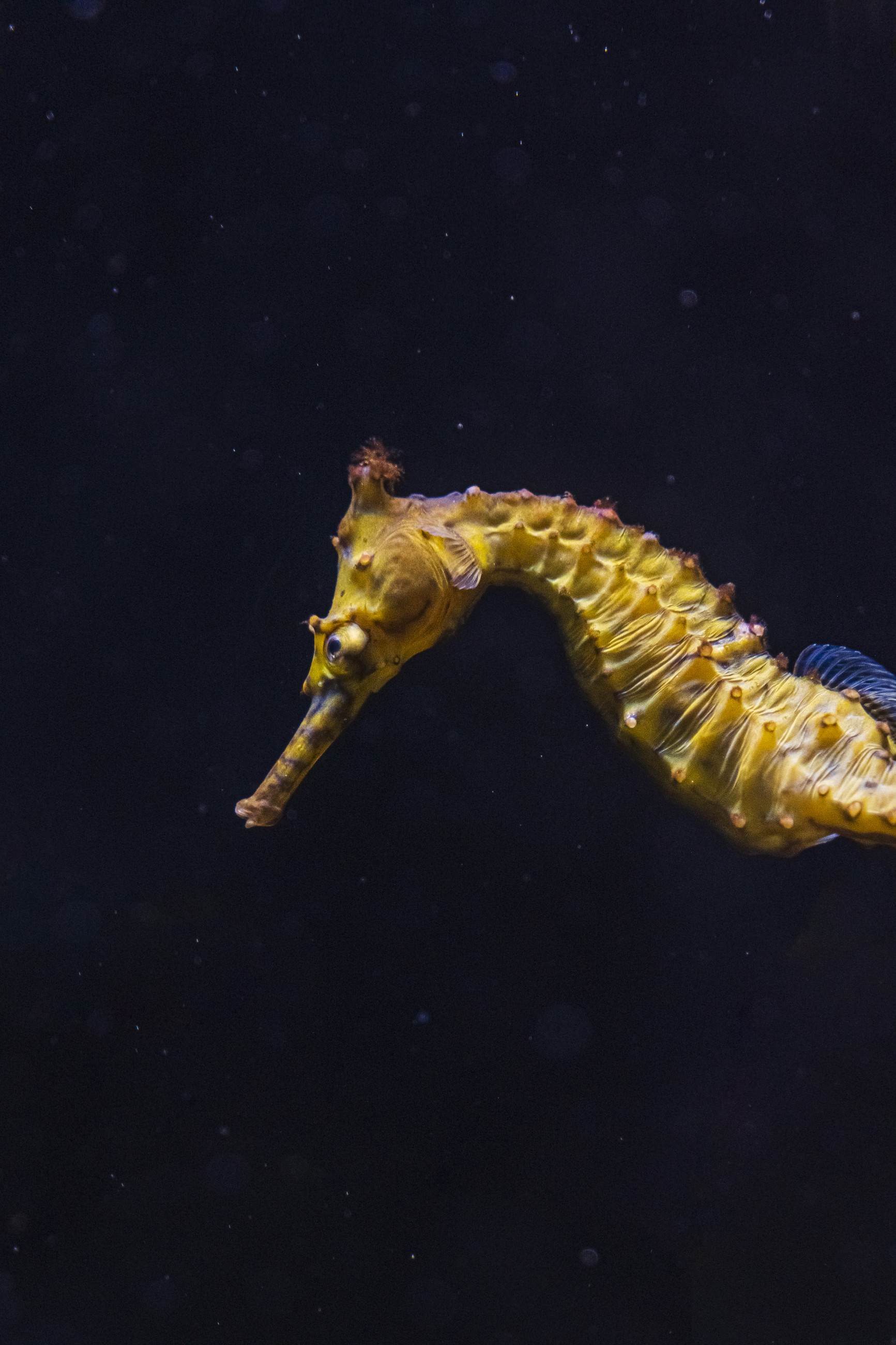 Close-up of a vivid yellow seahorse in a dark underwater backdrop.