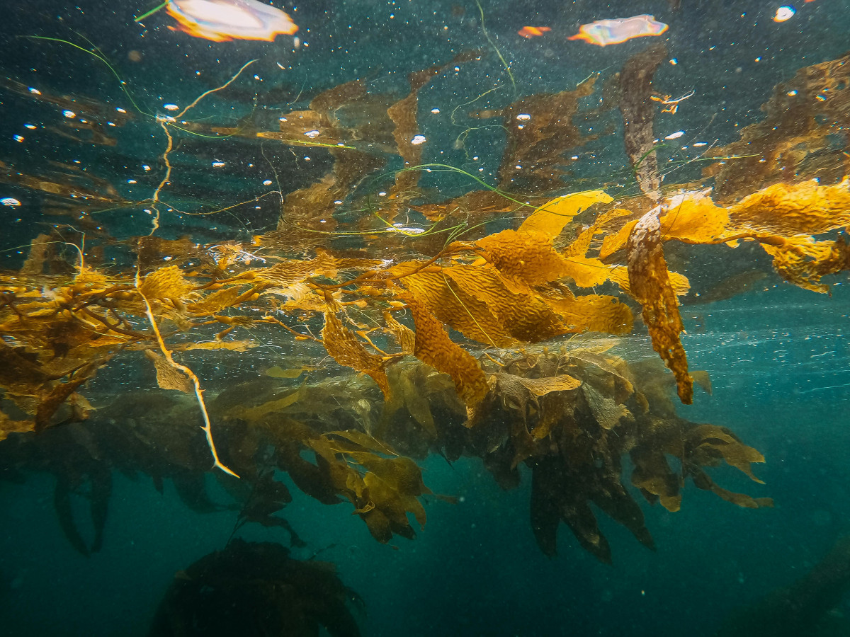 Vibrant underwater view of seaweed floating in clear ocean waters, showcasing marine life beauty.